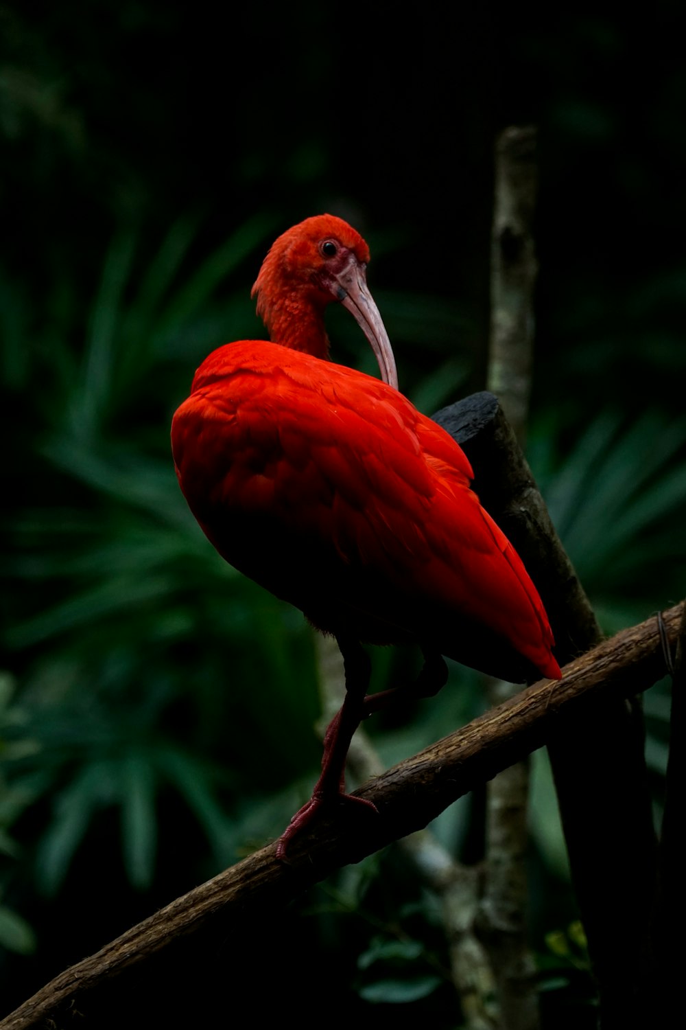 black and red peacock near green-leafed plant