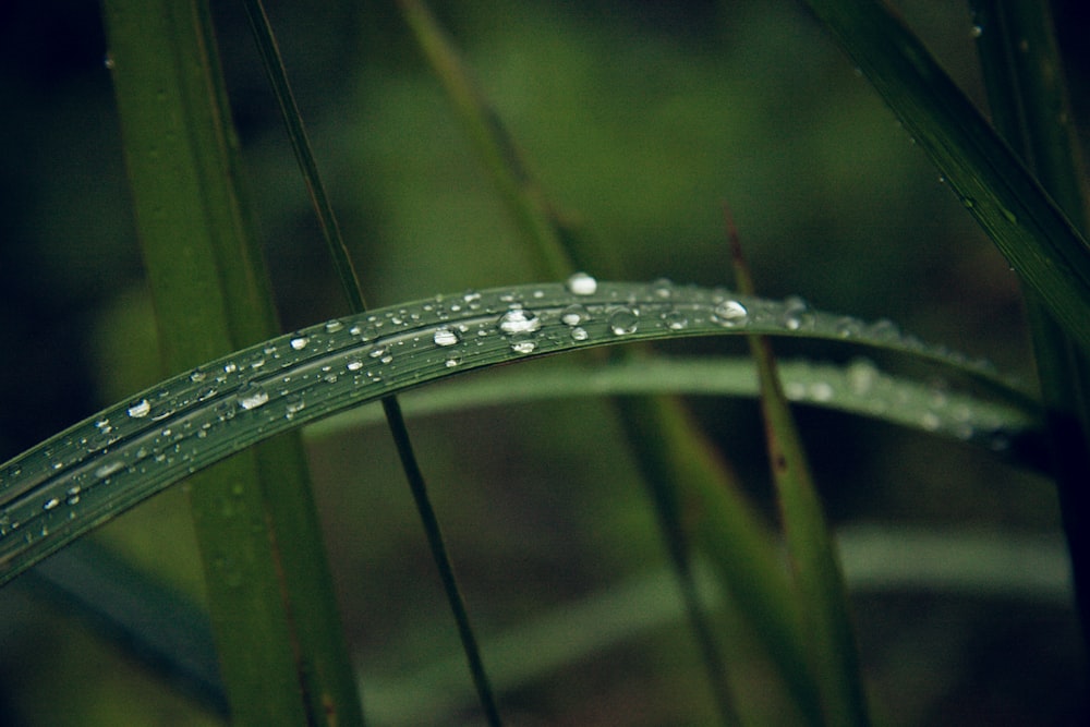 green-leafed plant