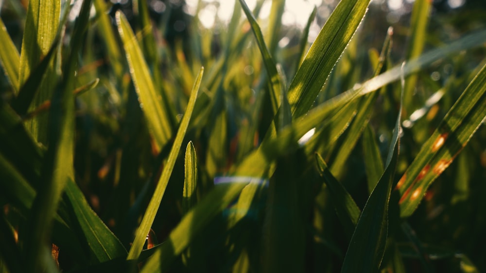 green-leafed plant