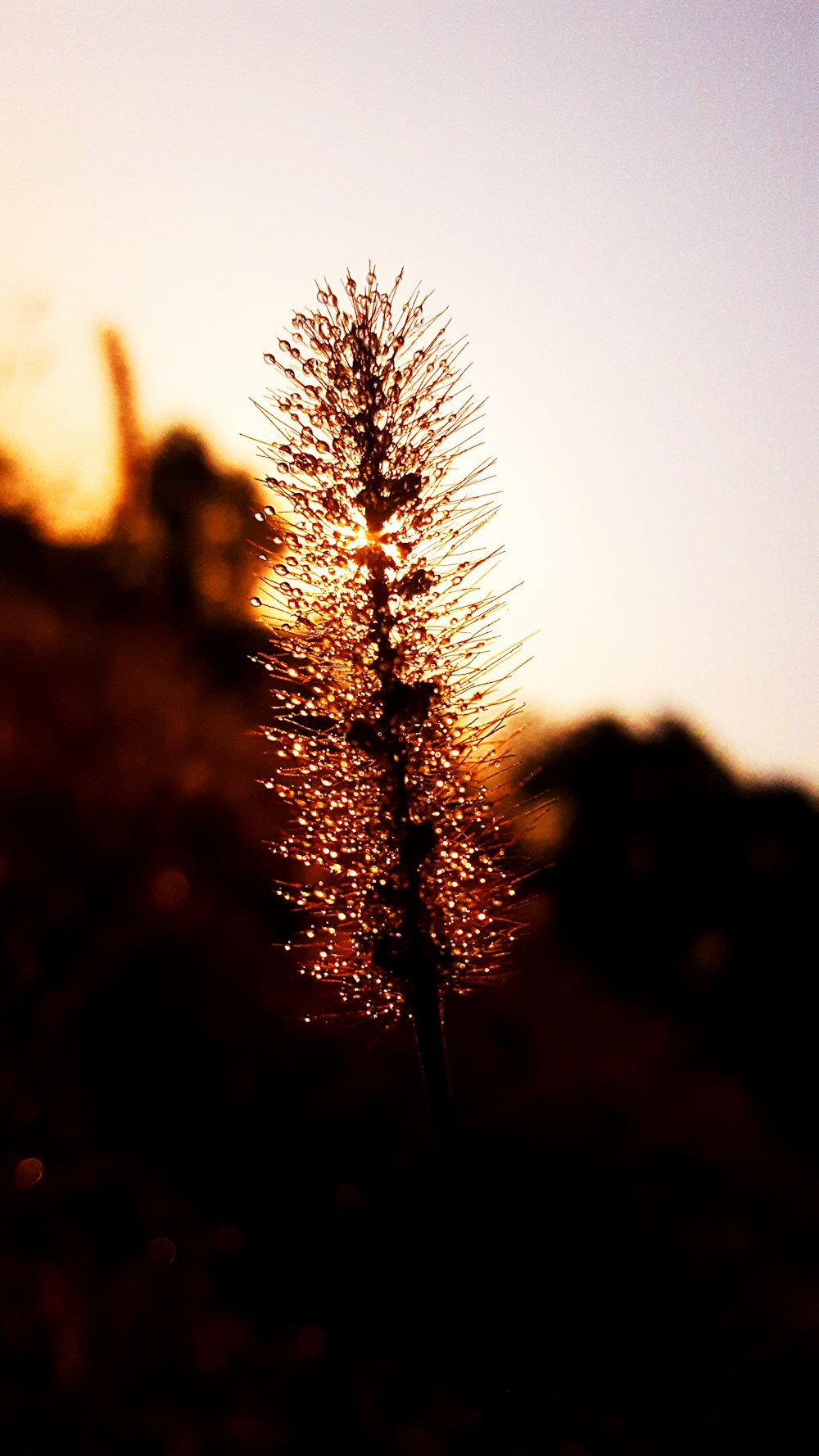 a close up of a plant with the sun in the background