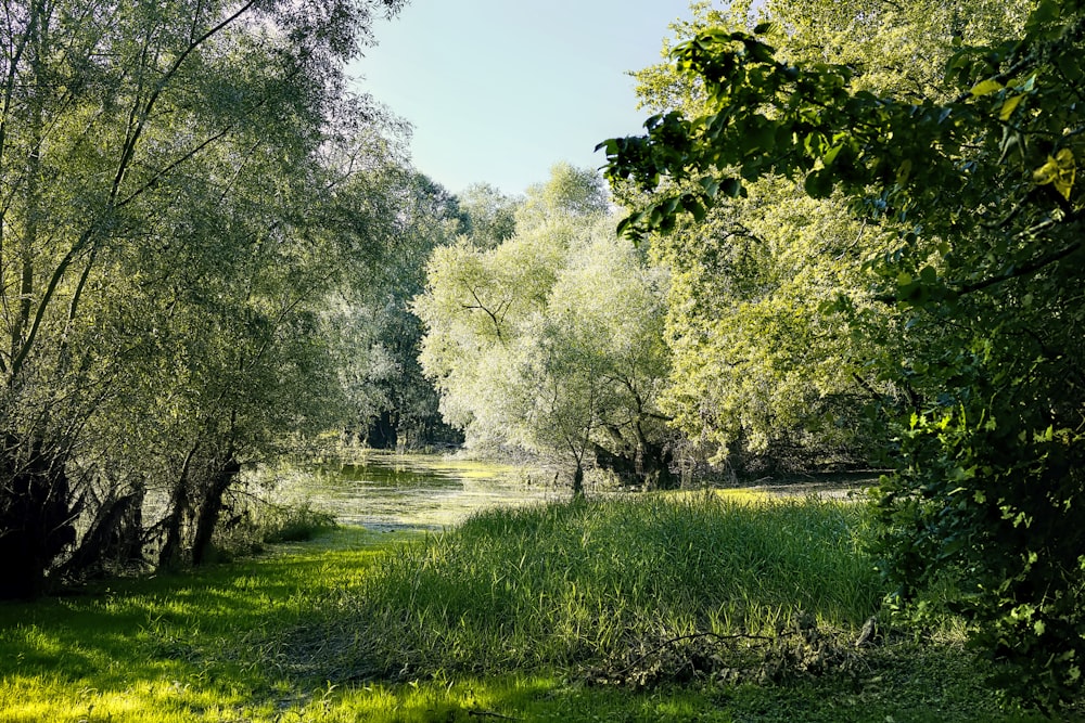 green-leafed trees