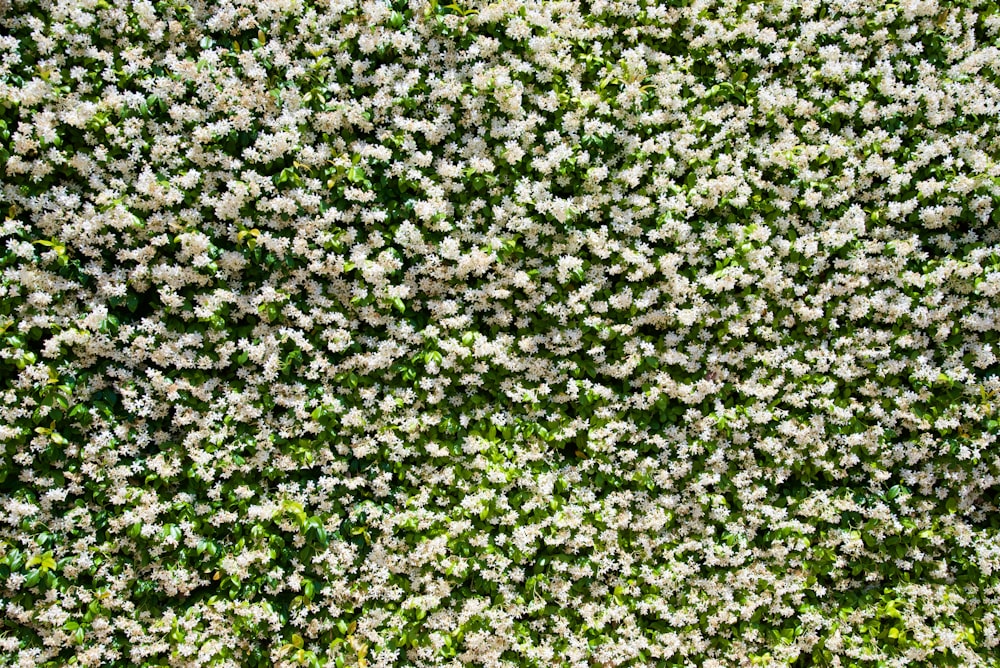 green leaf plants