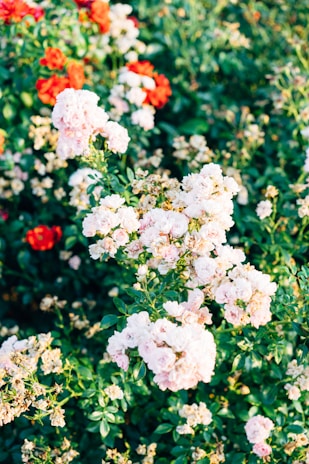 A vibrant field of blooming roses with protective caps.