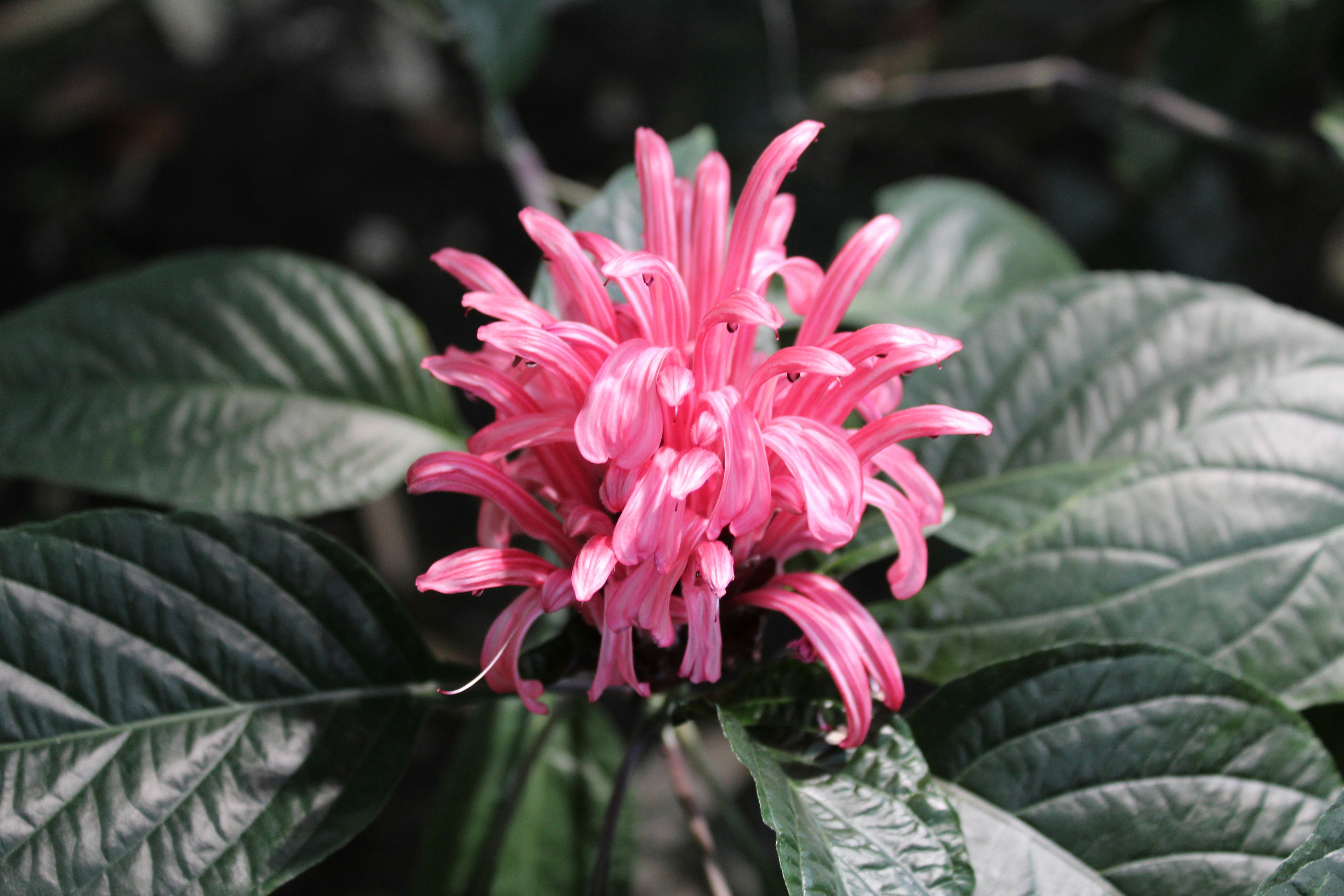 Photo by gabriel_tresch