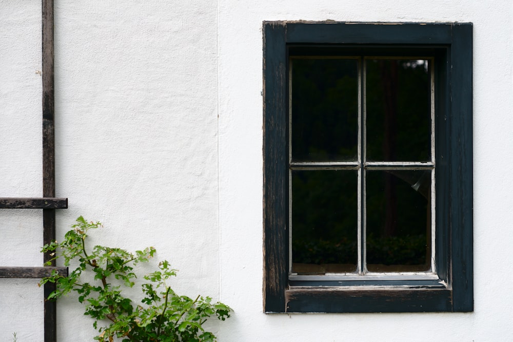 minimalist photography of green-leafed plant outside a black-framed window