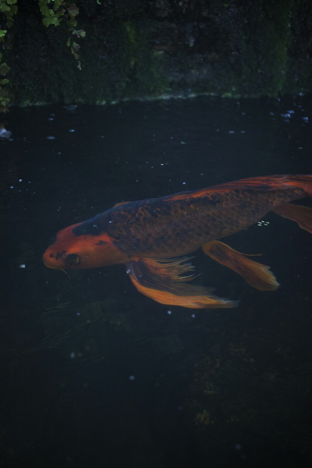 koi fish on pond