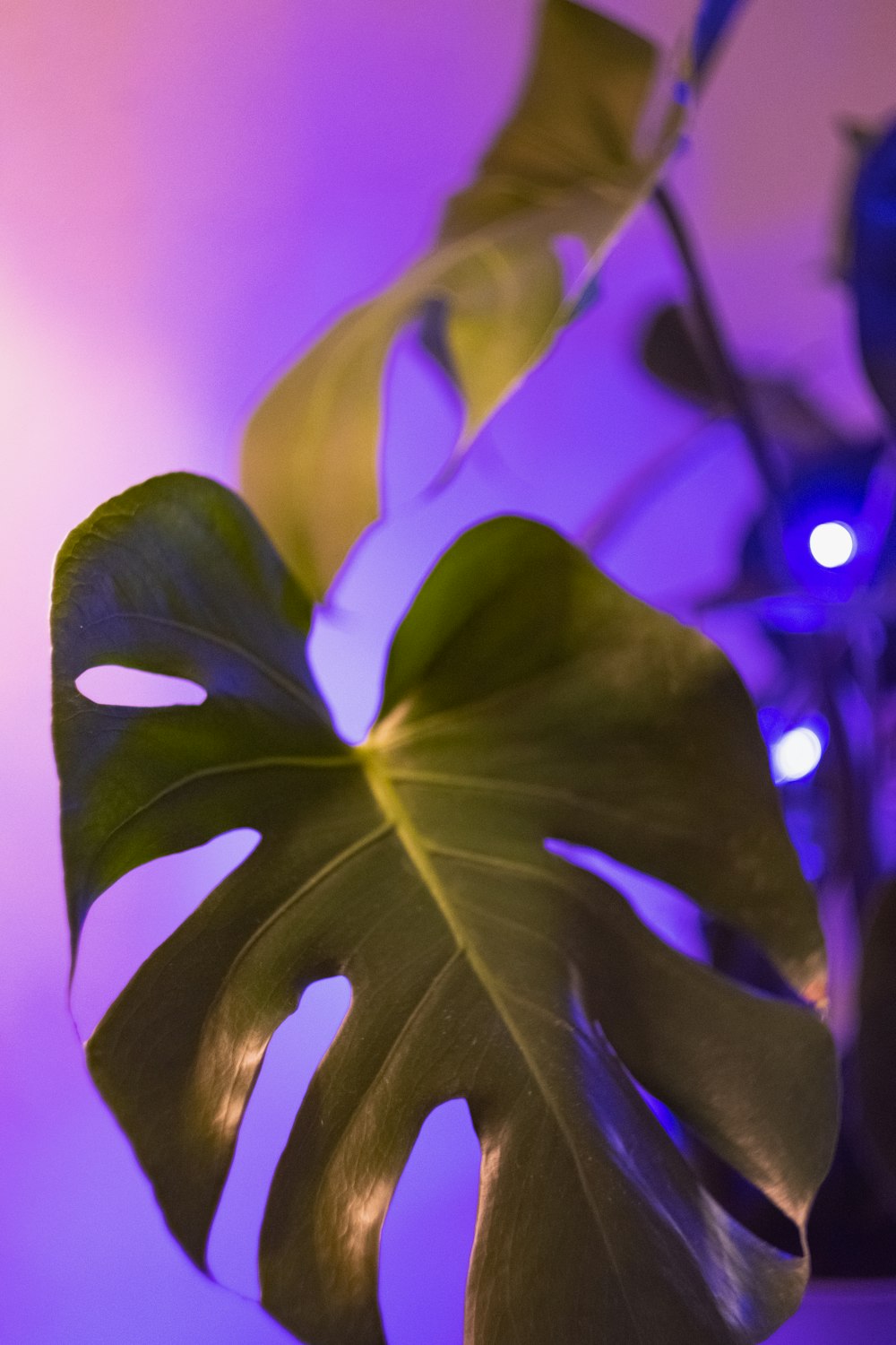 planta de hojas verdes