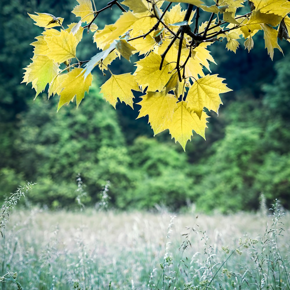 黄色い葉の木々