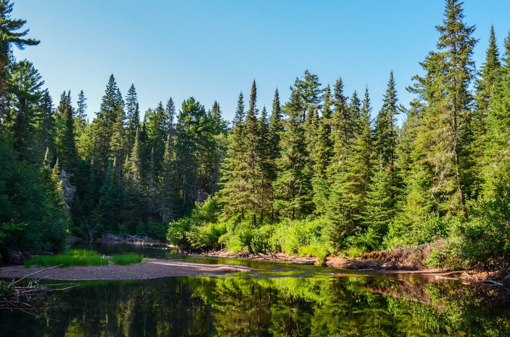 trees near calm water