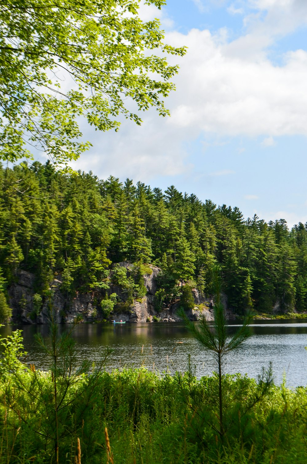 pine tree near lake