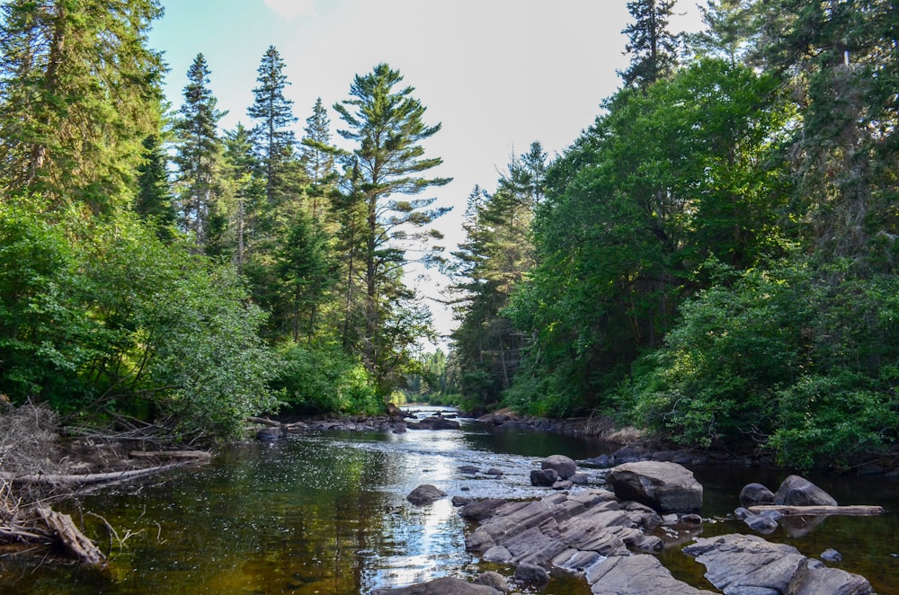 green river with trees beside