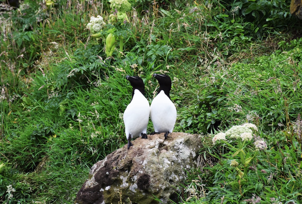 two white-and-black birds on stoen