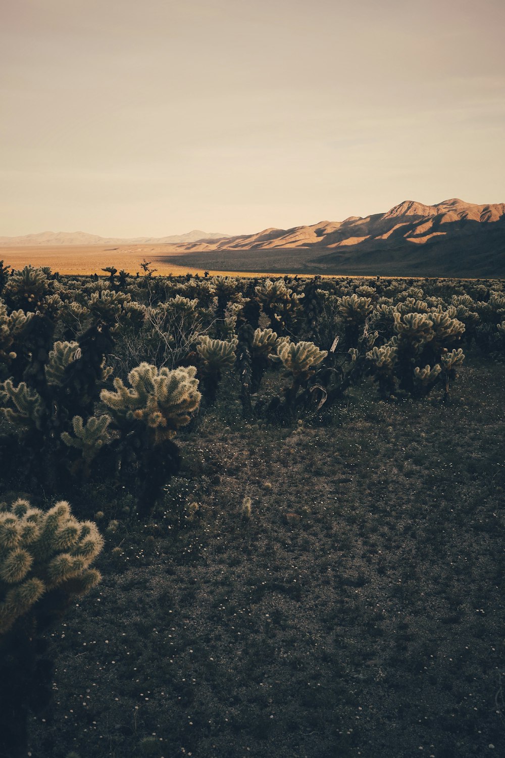 a large field of plants with mountains in the background