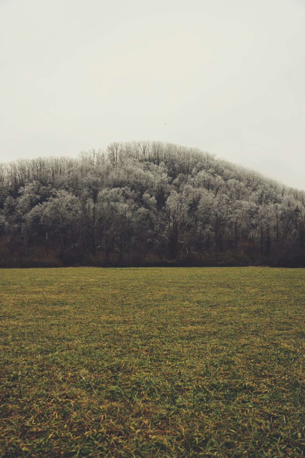 a grassy field with a hill in the background