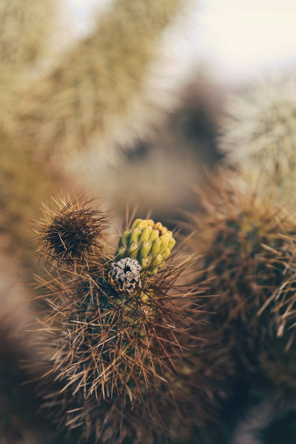 selective focus photography of green cactus