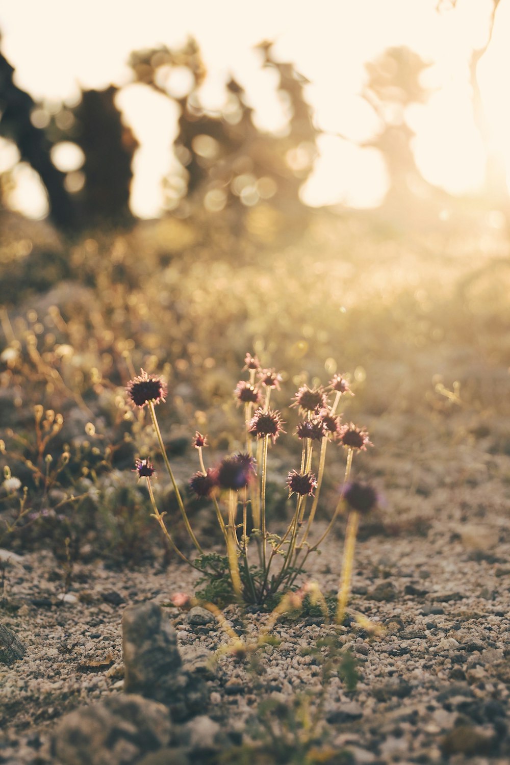 bokeh photography of purple-petaled flowers