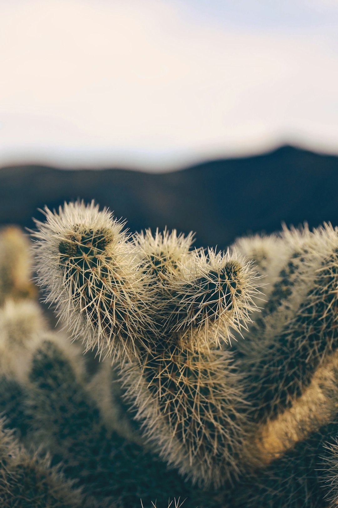 green cactus plant