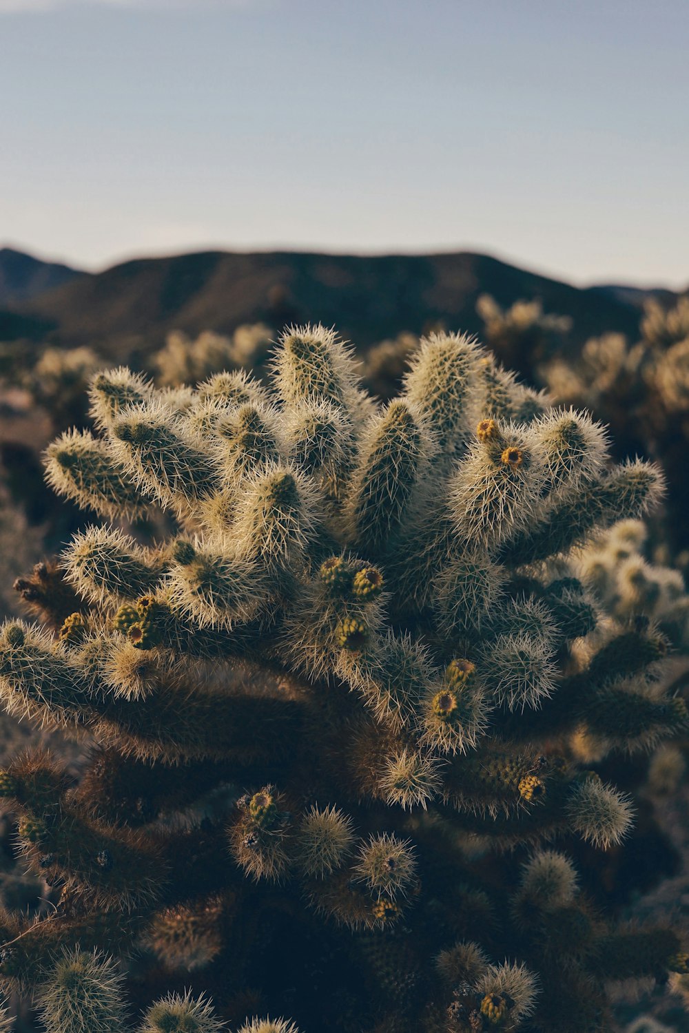 green cactus plant