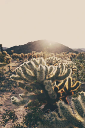 A cozy desert bungalow surrounded by cacti and warm sunlight.