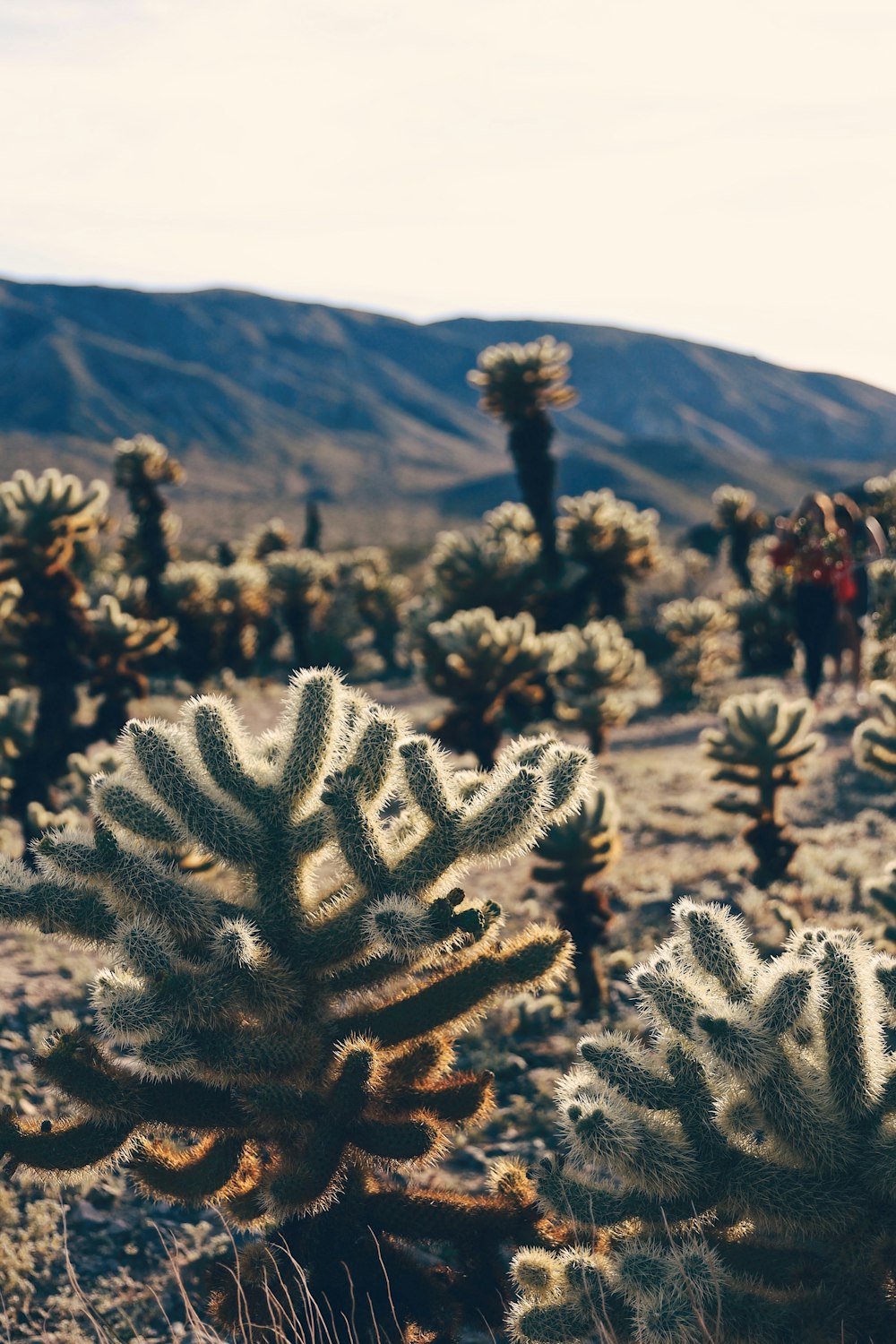 green cactus plants viewing mountain