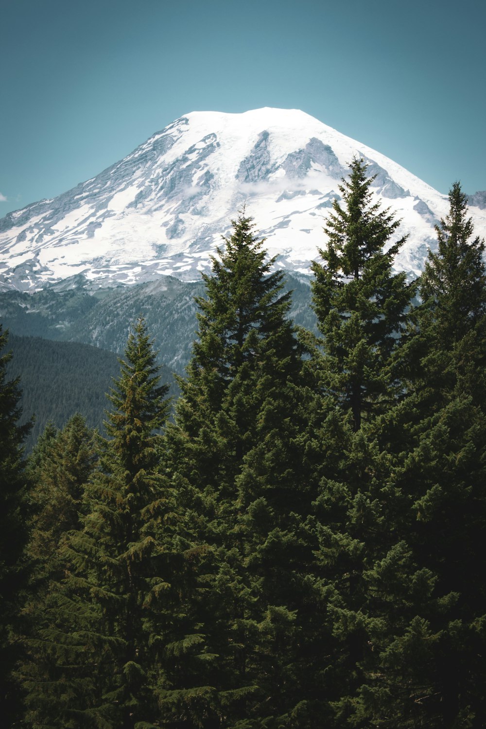 pine trees during daytime