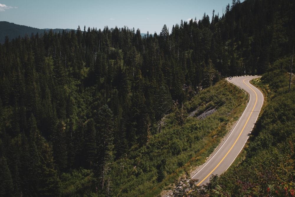 concrete road between trees at daytime