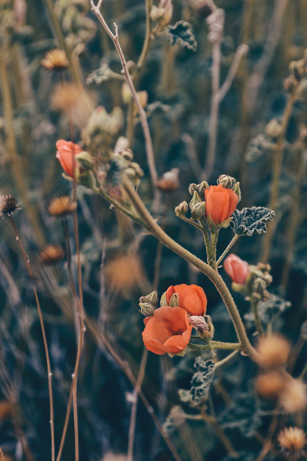 a close up of a plant with orange flowers