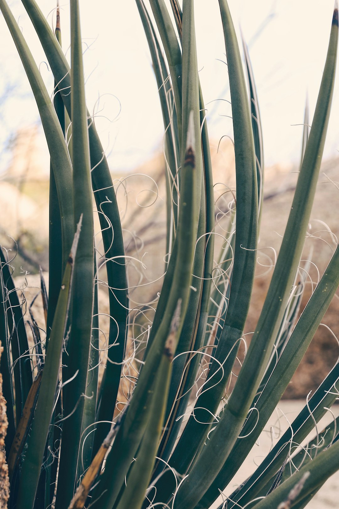 closeup photo of green leafed plants