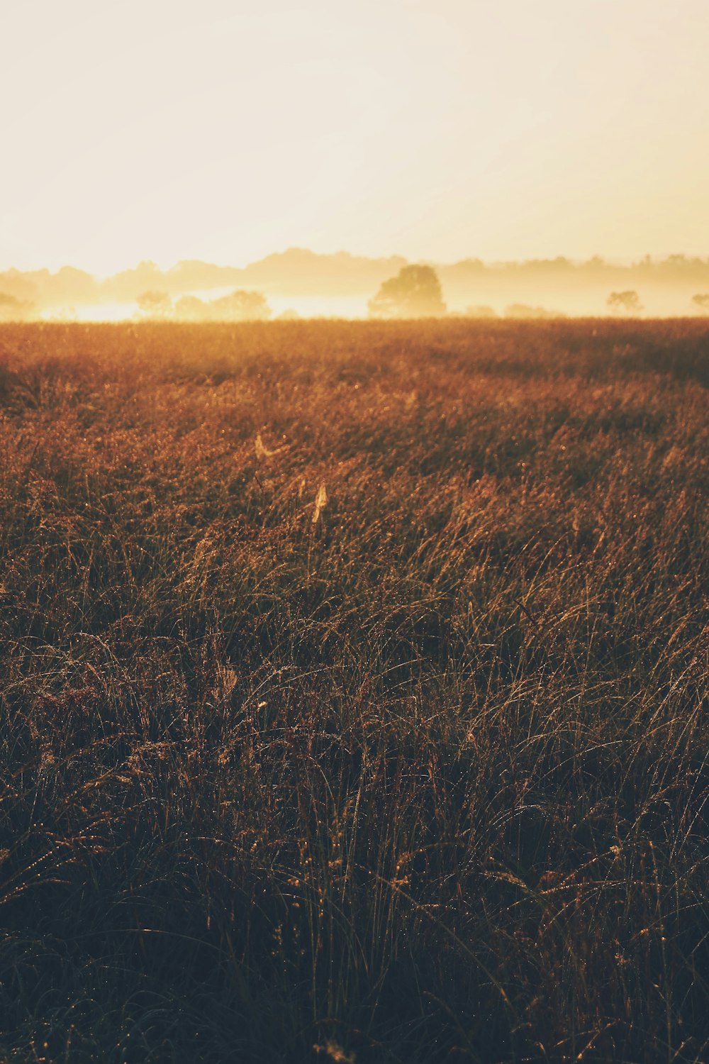 grass field under orange sky