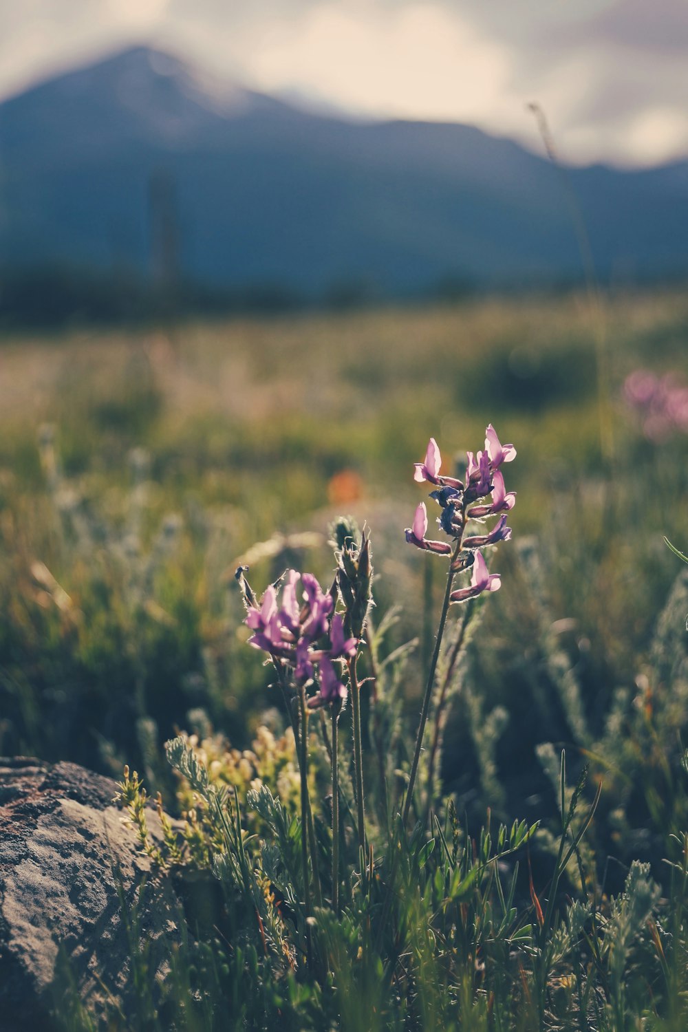 fiori dai petali viola che sbocciano in campo verde