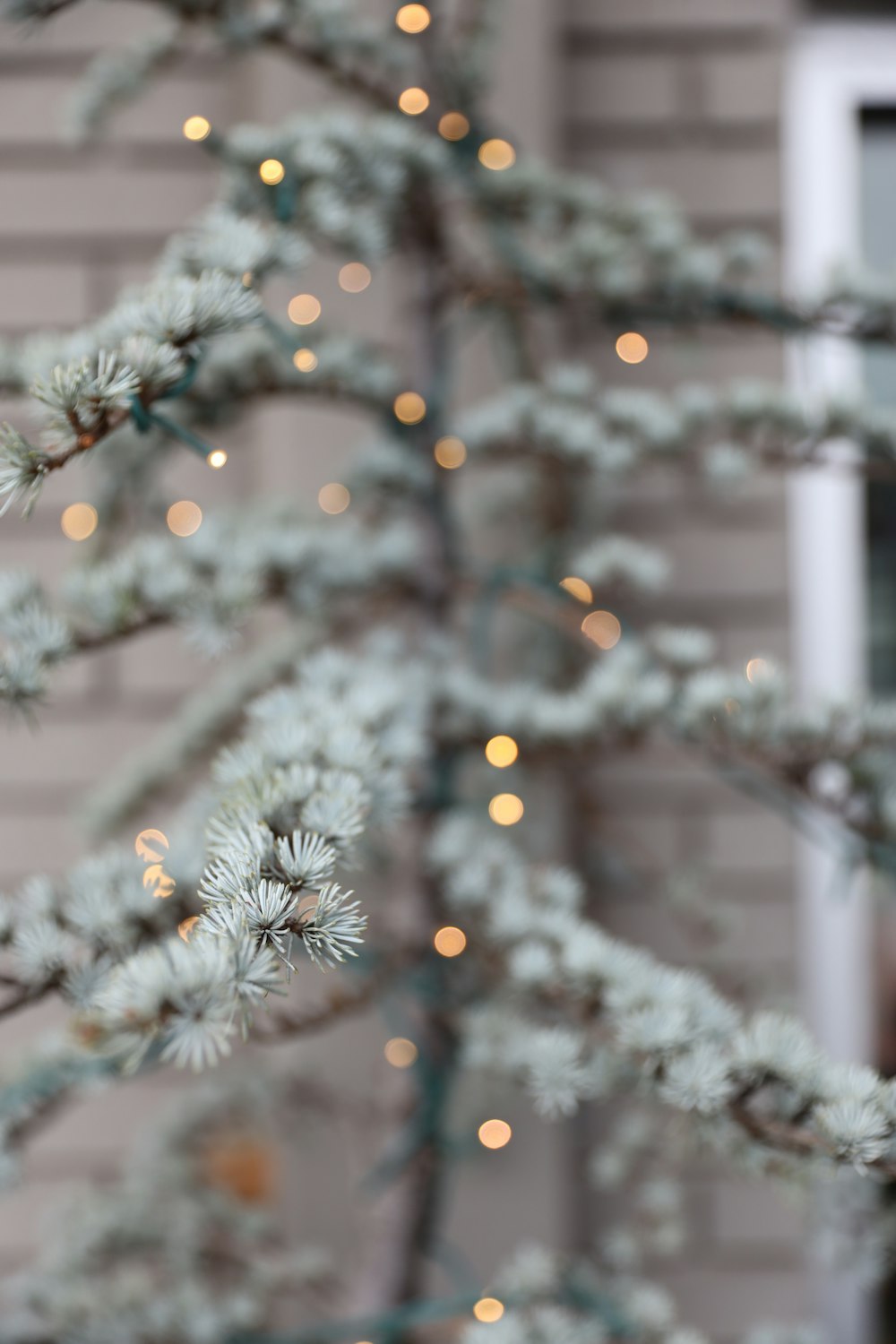 Christmas tree with lighted string lights