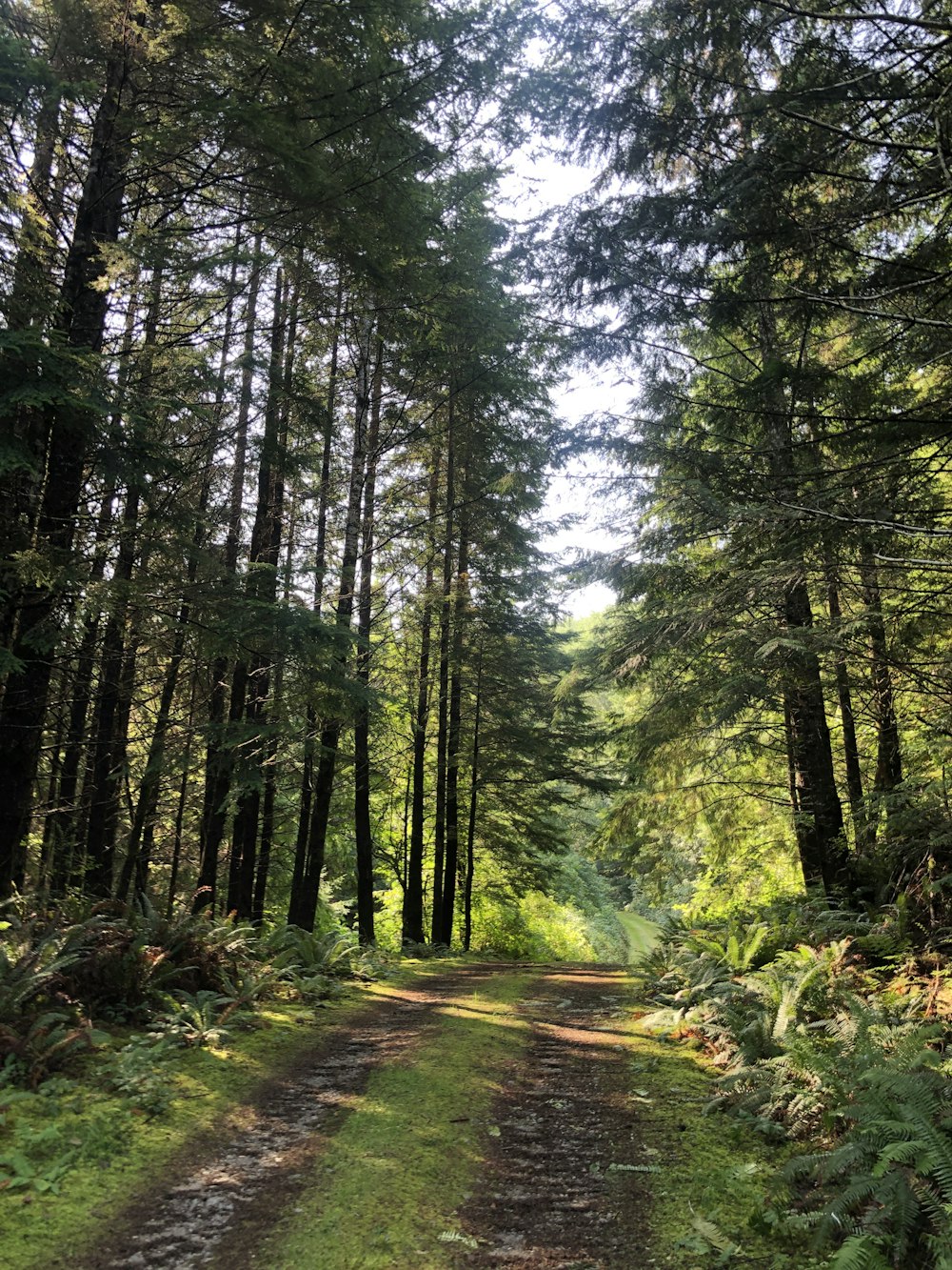 dirt road under trees