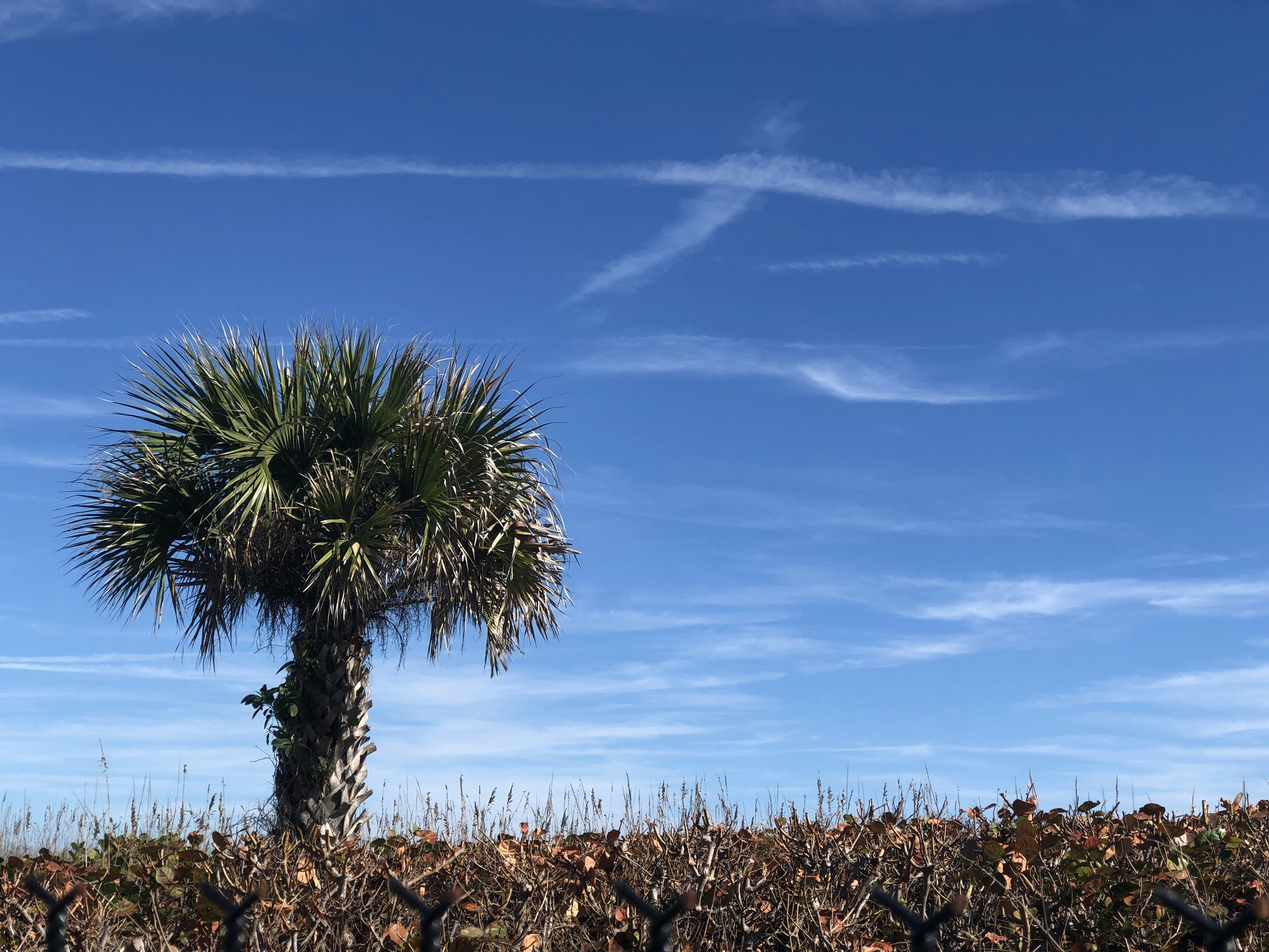 palmeira verde sob o céu azul