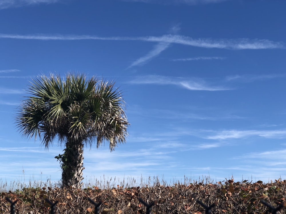 green palm tree under blue sky