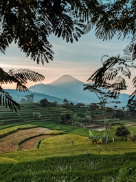 rice field during daytime