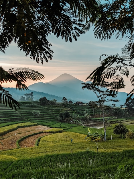 rice field during daytime