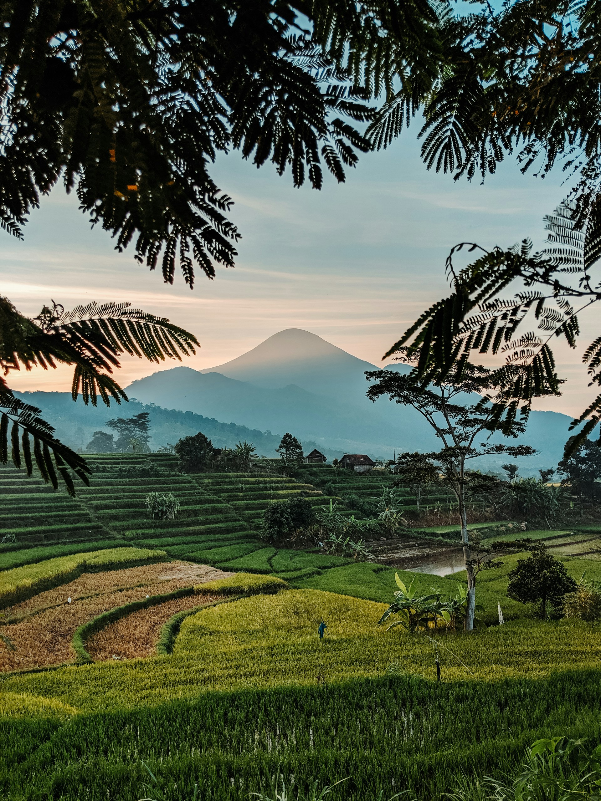 rice field during daytime