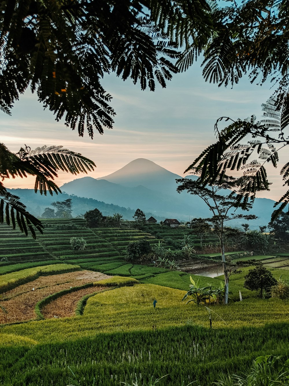 rice field during daytime