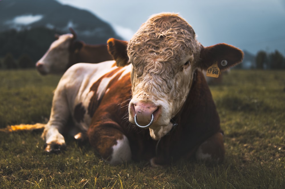 brown and white cow lying on grass