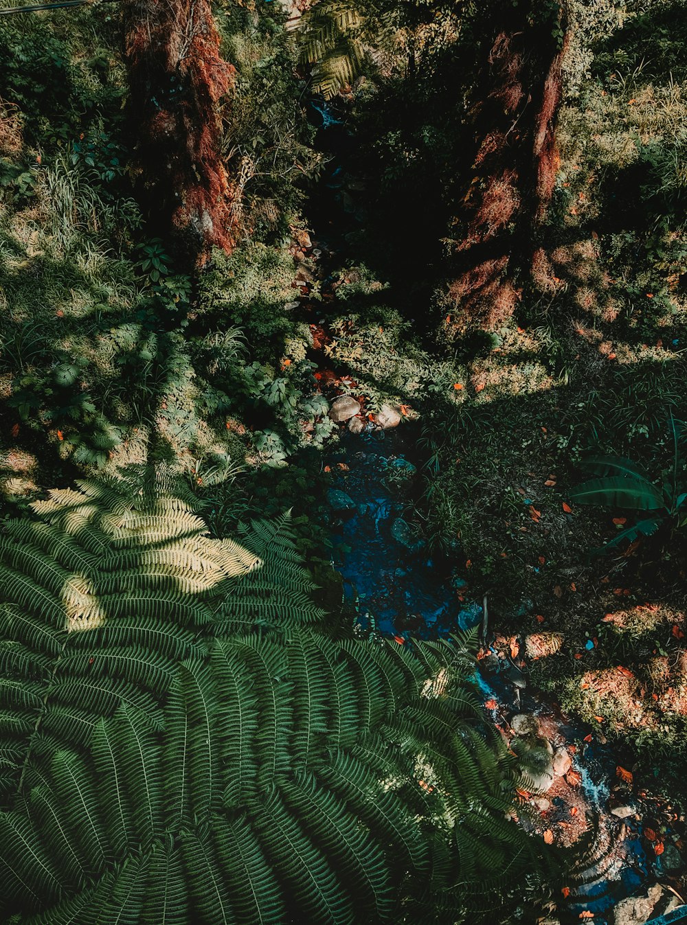 green ferns