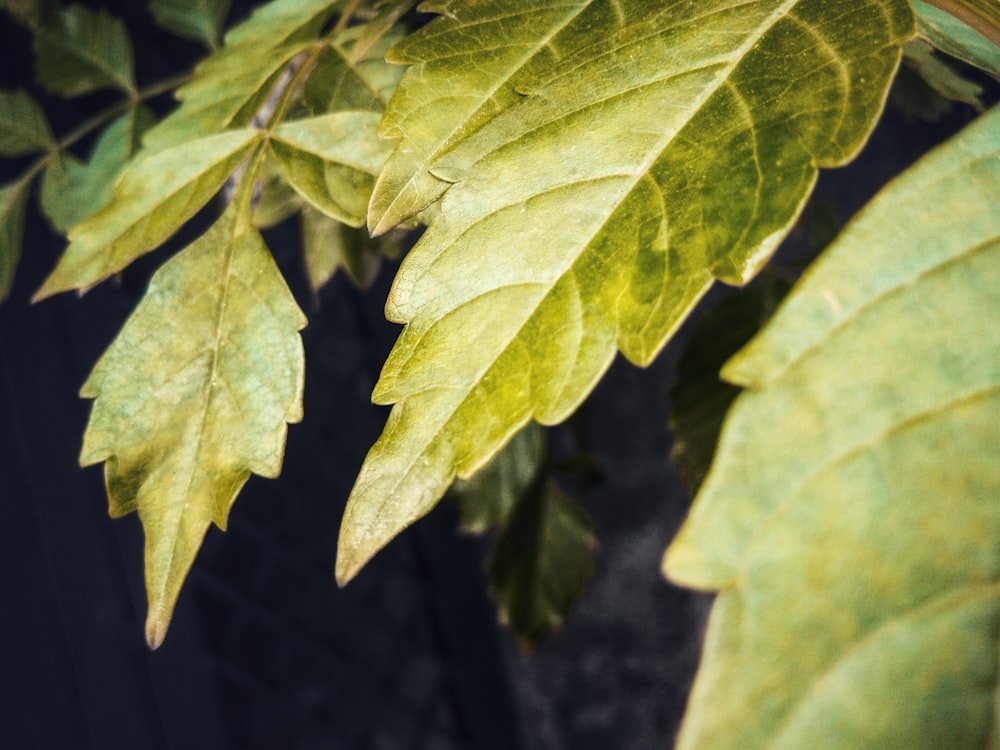 green leaf