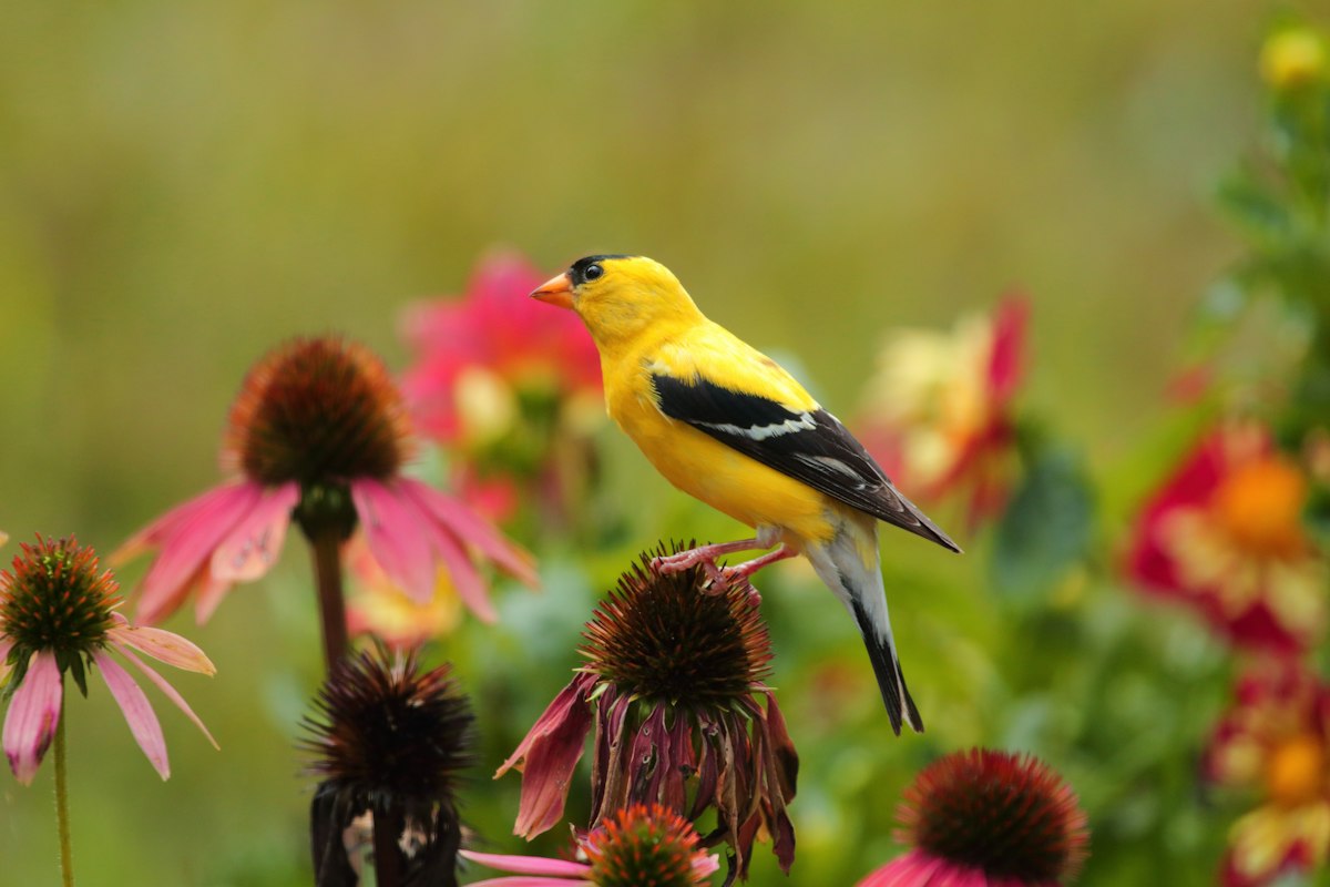 Goldfinch perched on a flower - planting native flowers helps attract finches to your yard