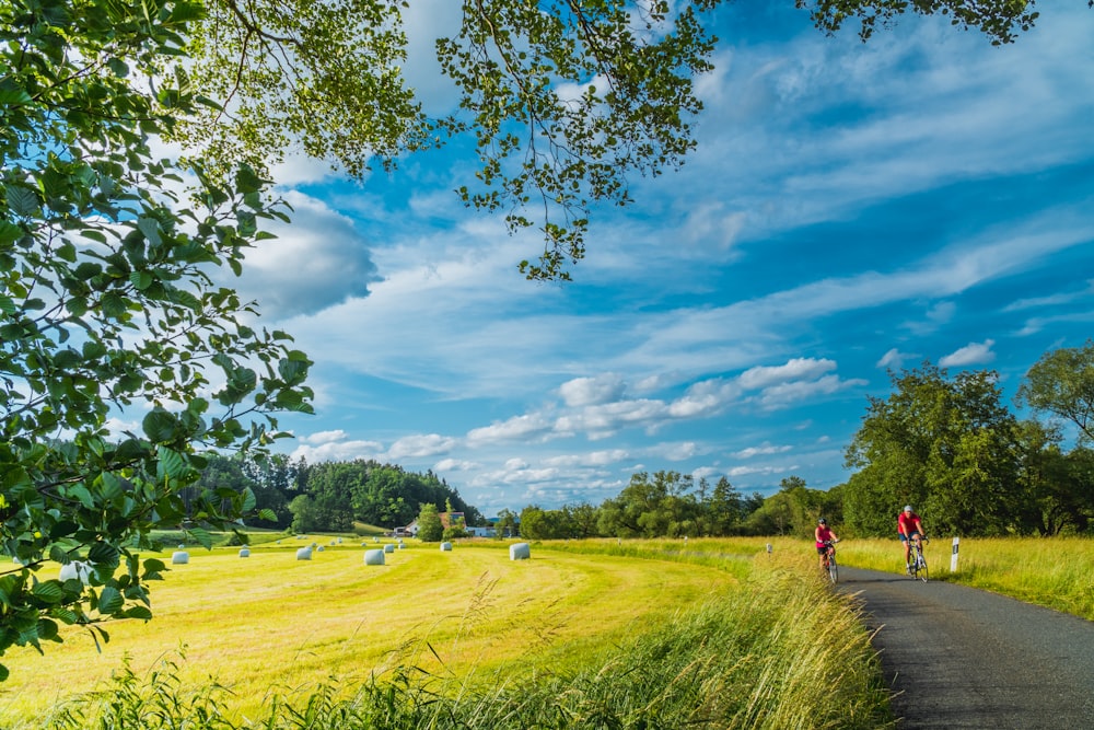 green grass field near trees