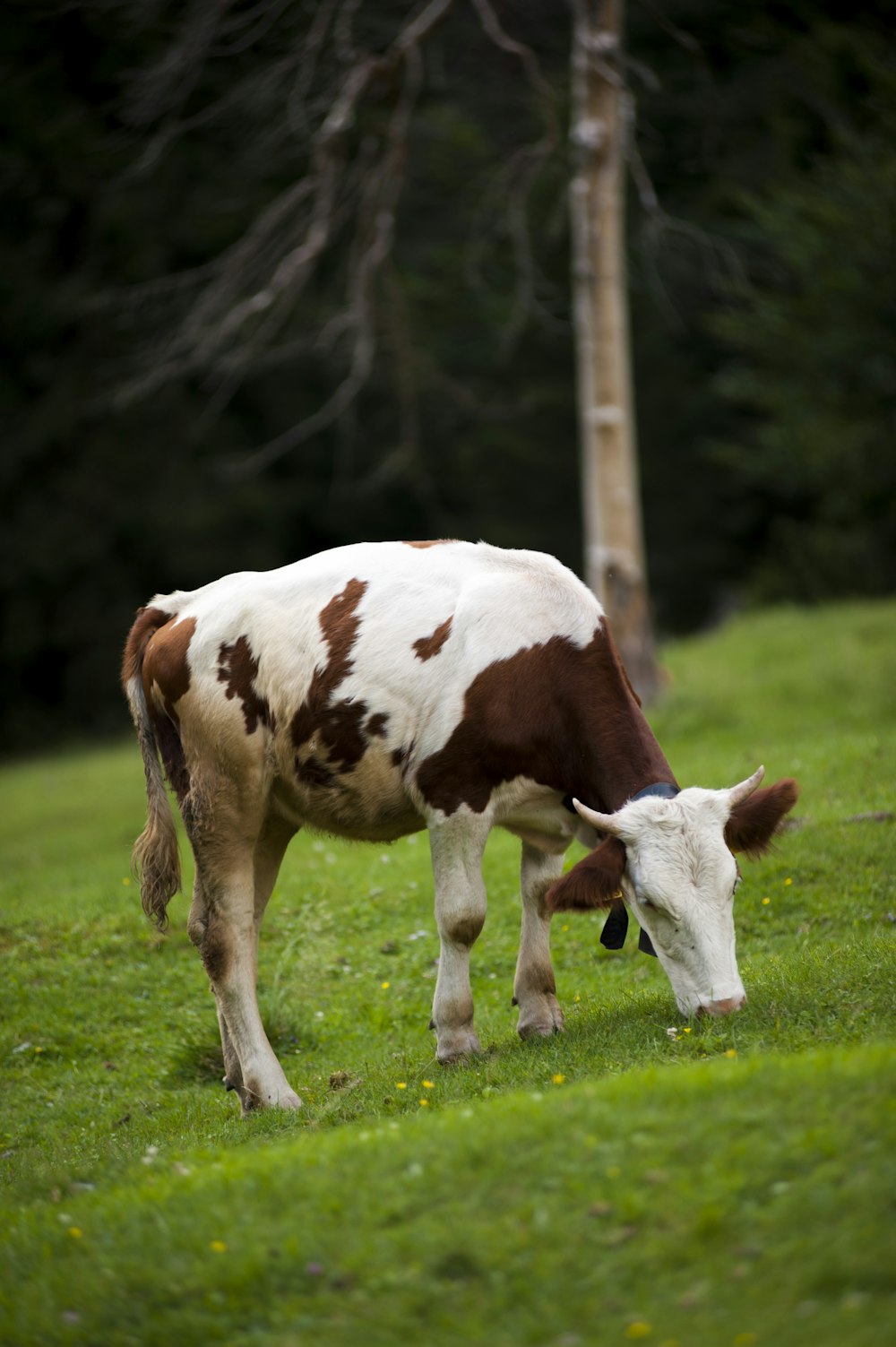white and brown cow on grass field