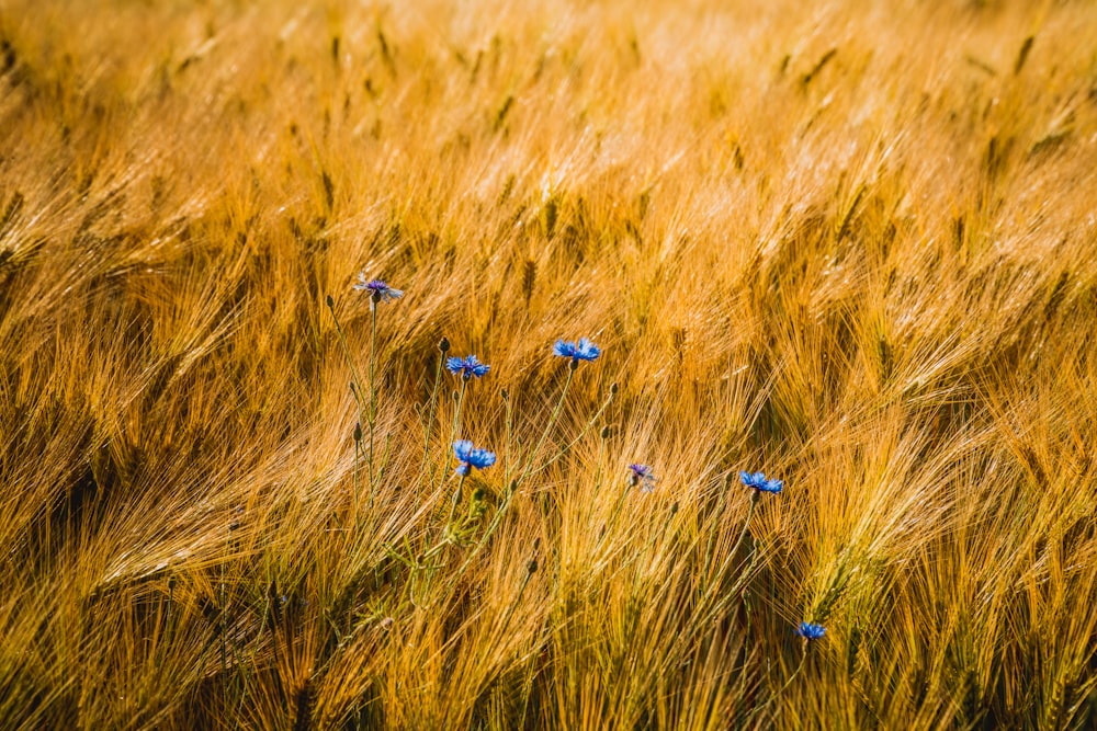 blue flowers on wheat field