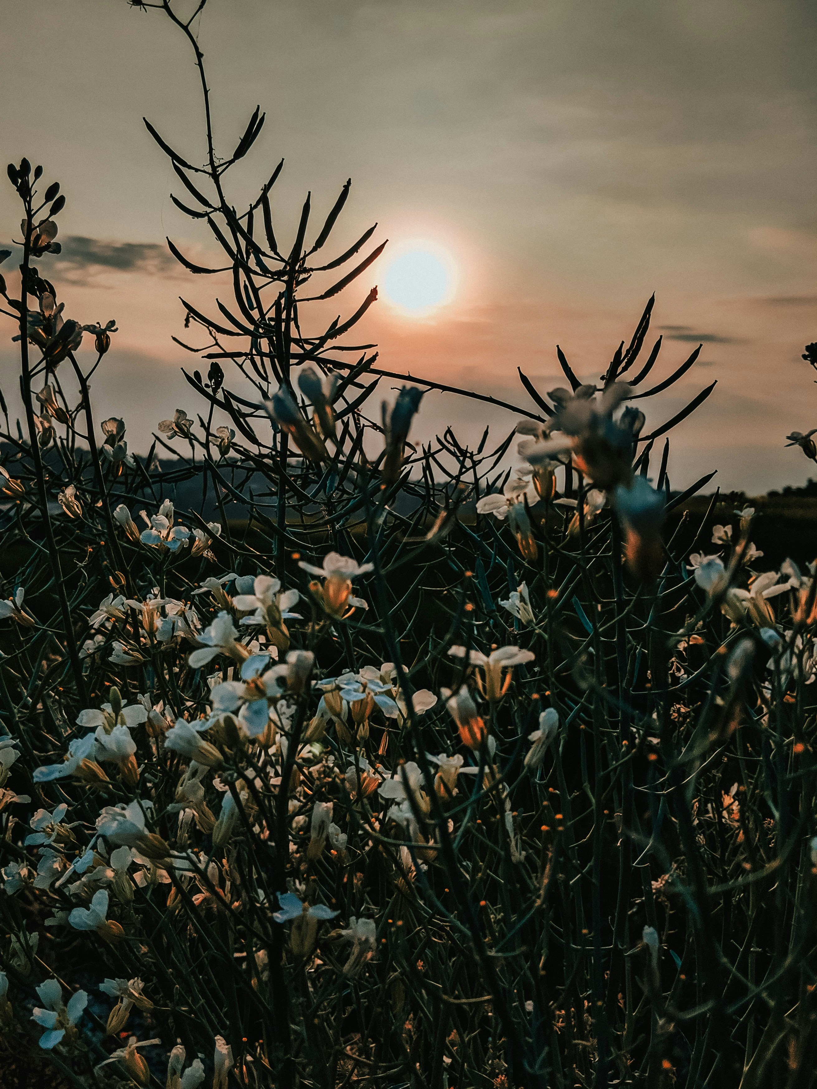 Photo by ekkopuji