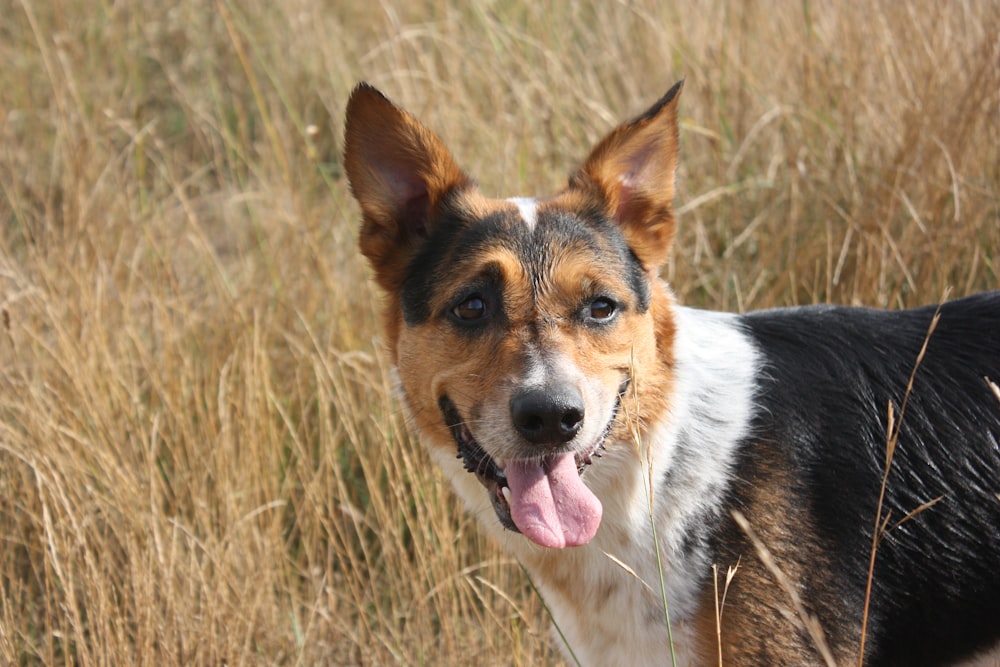 black and white dog