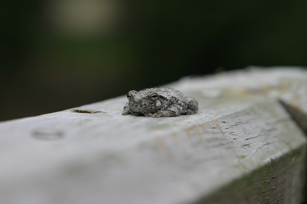 회색 개구리