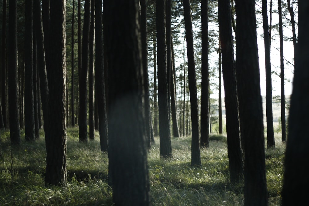 campo di alberi