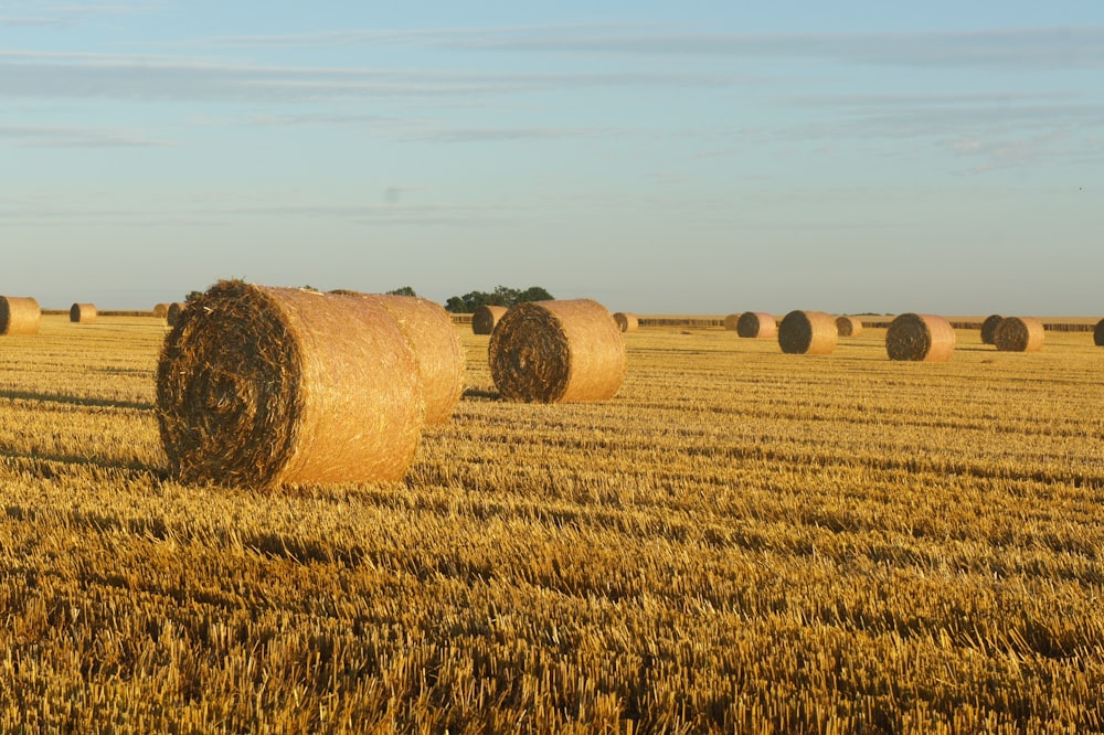 hay bales in field under blue sky